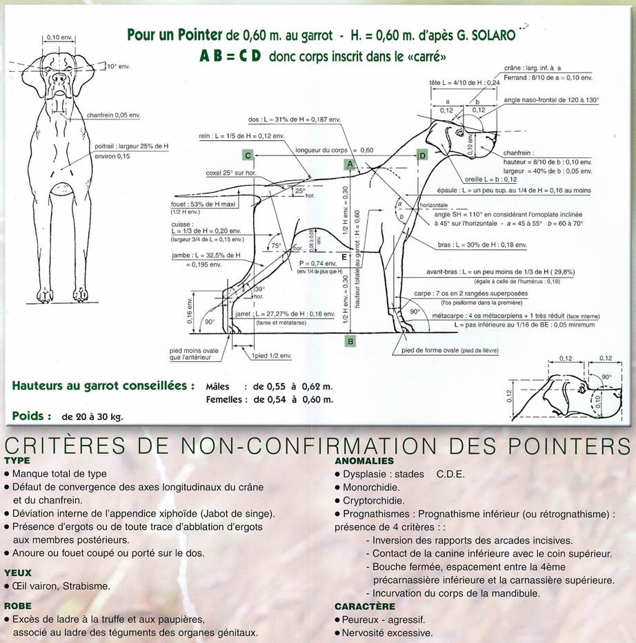 Pointer Club Français
