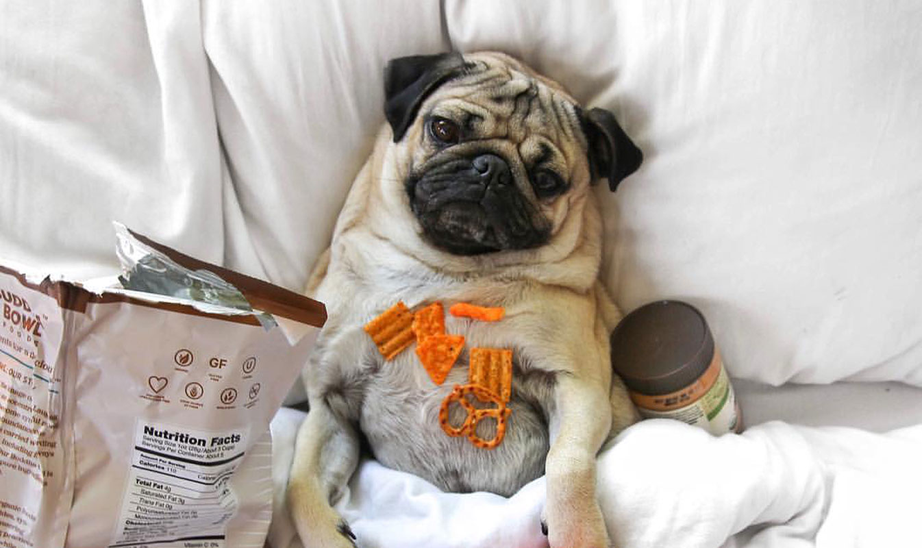 30 Most Lazy Dog Breeds Perfect For A Couch Potato Owner atelieryuwa