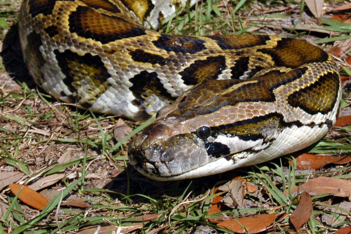 Animal lover donates pregnant python to Jos wildlife park Political