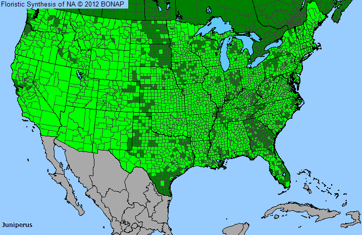 Mountain Cedar Allergy Map Juniper (Juniperus) Genus Level details and Allergy Info