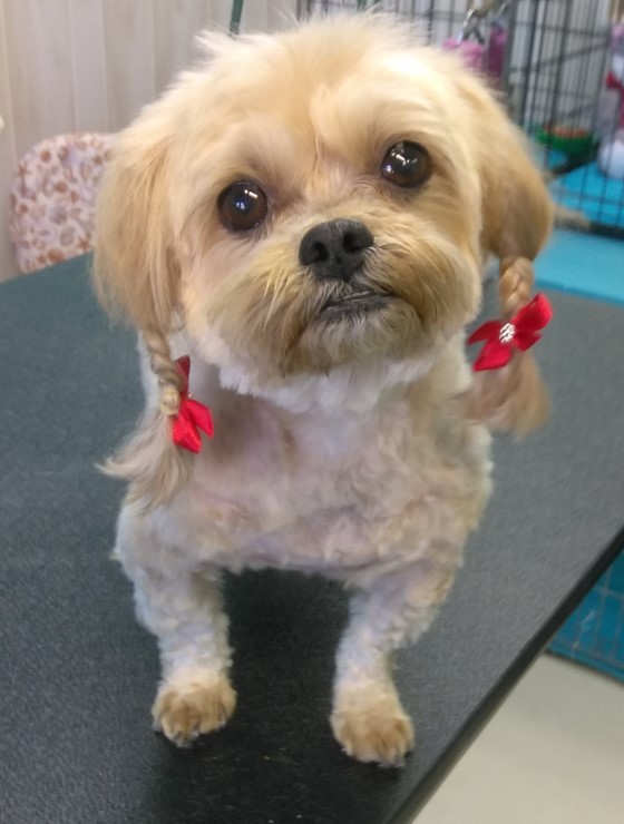 Pollys Pet Grooming in Dunedin, FL