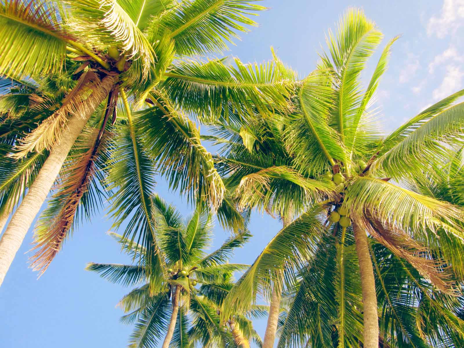 How to buy land in the Philippines (not so) easy ways to purchase