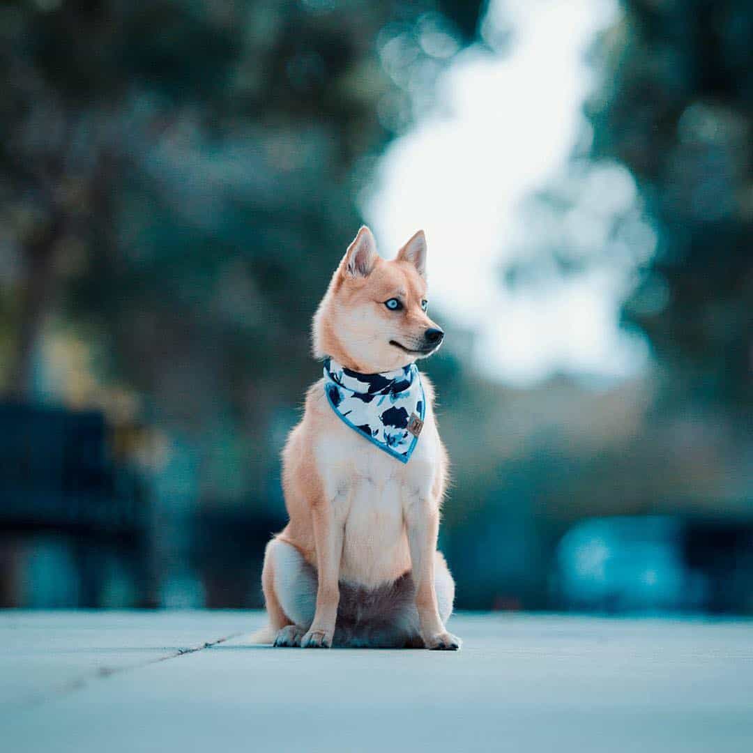 How much do Pomskies Cost? Combination of Pomeranian and Husky