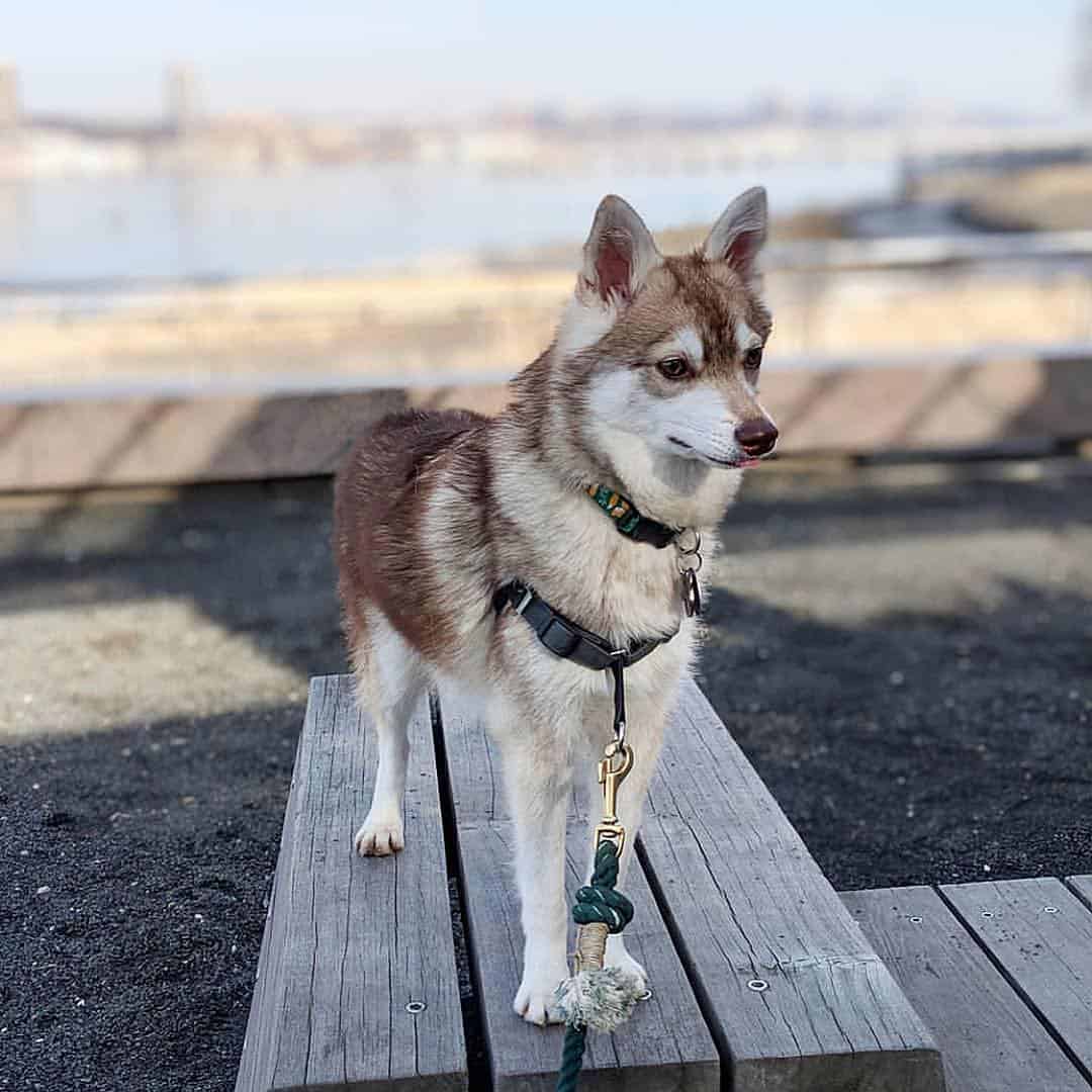 Temperament of a Pomsky Find More Info at Here!