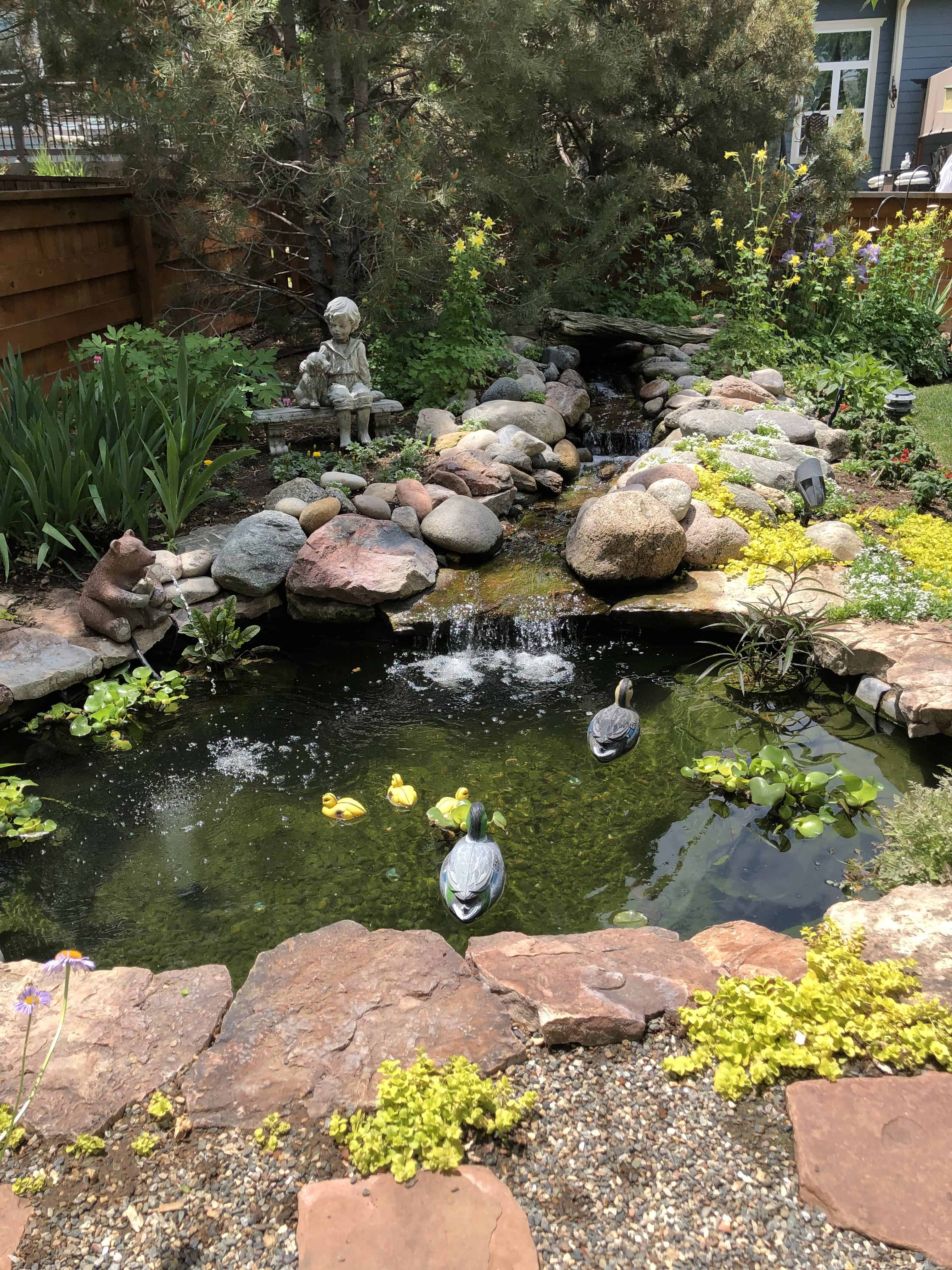 Pond Decoration & Maintenance Tips PondH2o Water Garden Pond Info