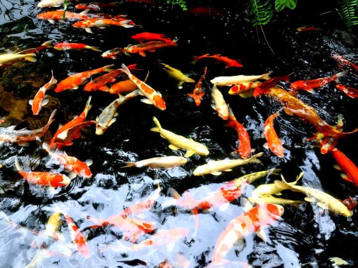 How Take Care of Your Koi Fish Pond PondH2o Information Center
