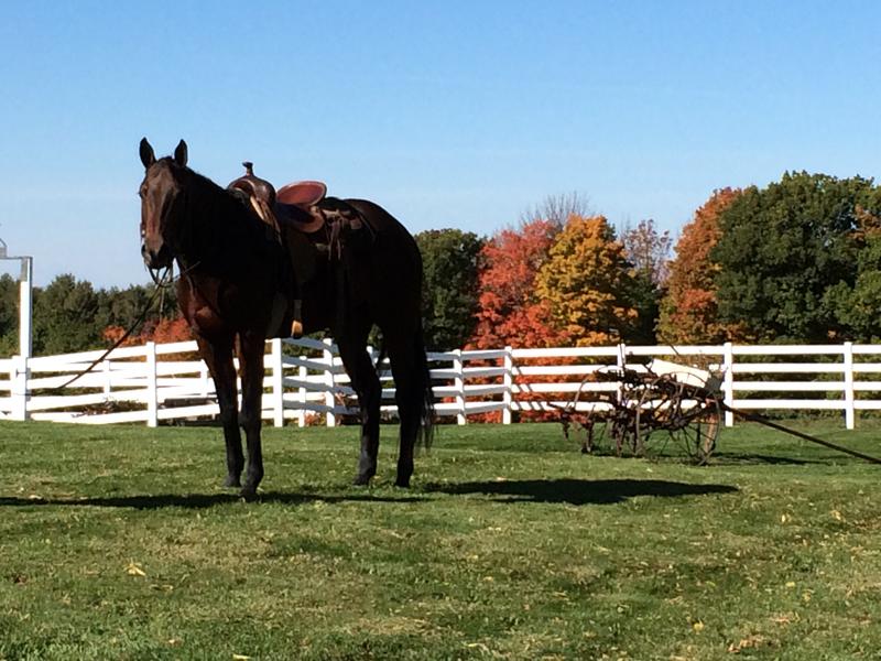 Bay pony gelding great kids pony stands 13.3 hands and rides