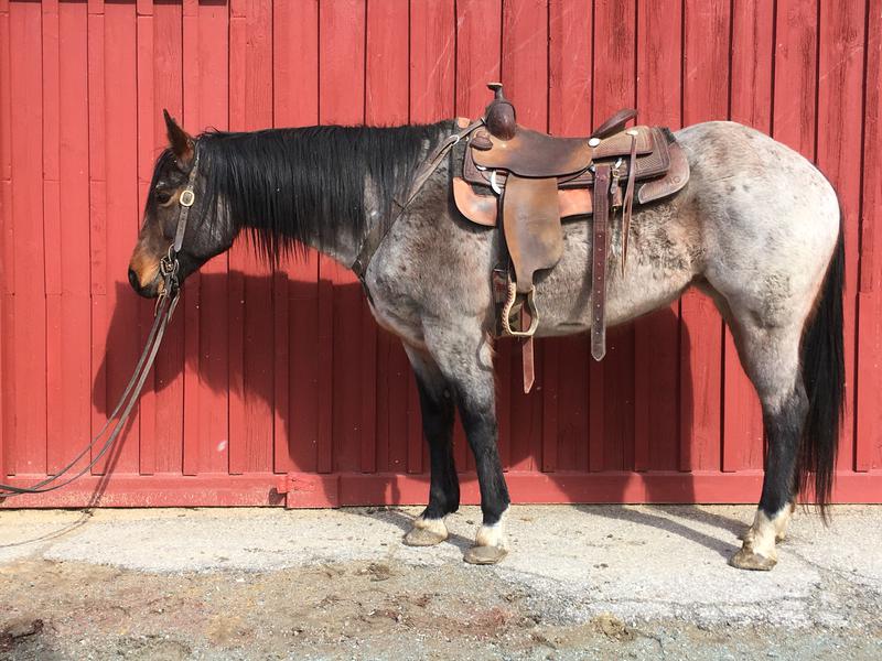 2014 Paint Gelding Sweet Horse 2013 Blue Roan QH Gelding