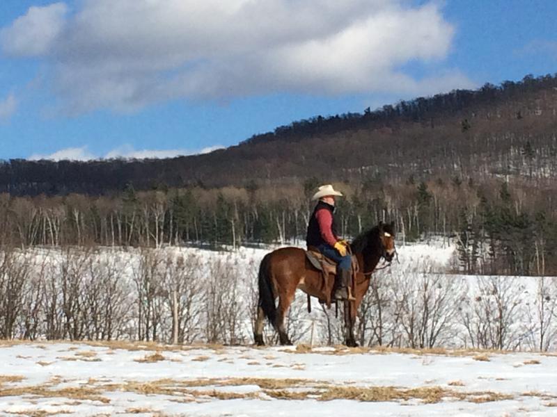 Great English Horse!!!! Steele Grey Gelding!!! He is a Very nice young