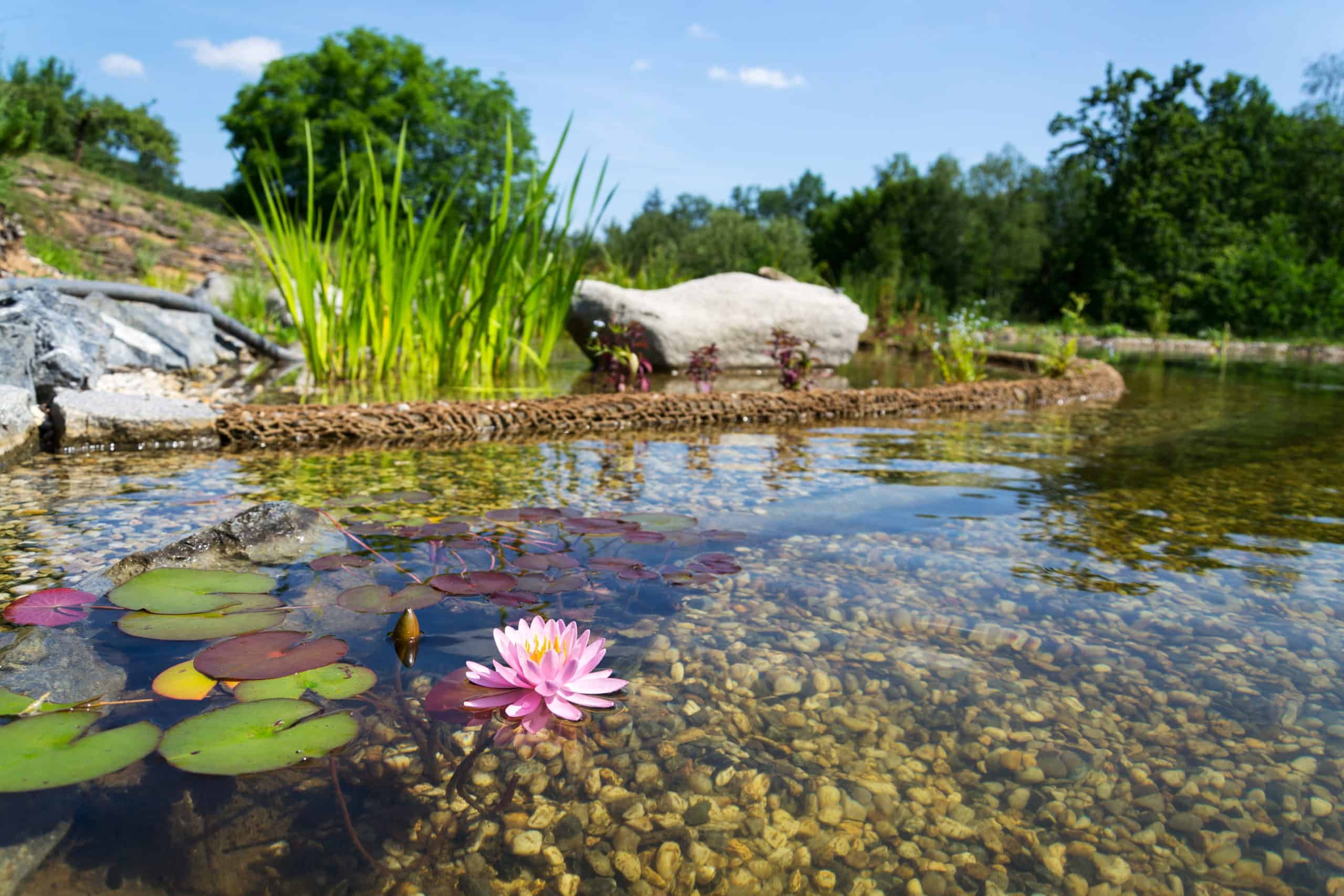 How to Keep Your Swimming Pond Clean?