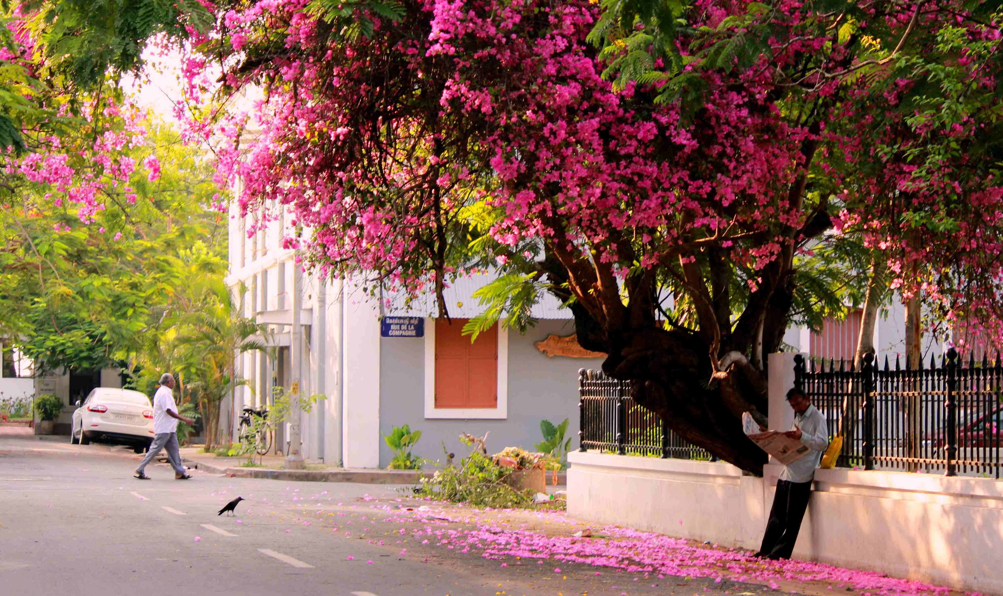 To the bougainvillea that beautify Pondicherry's streets Pondy Live