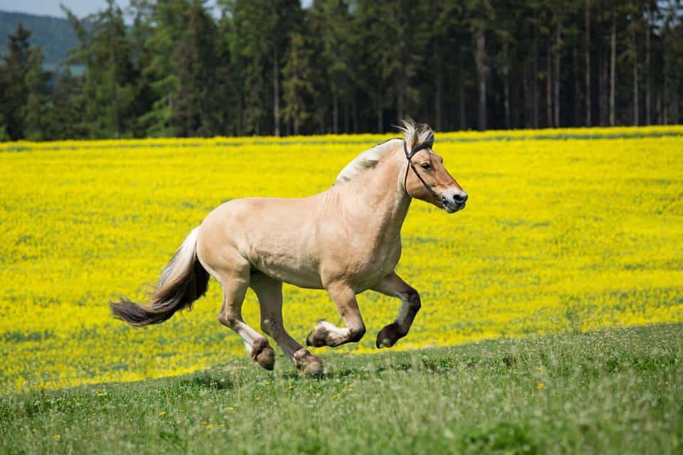 What's your pony personality? Pony Magazine