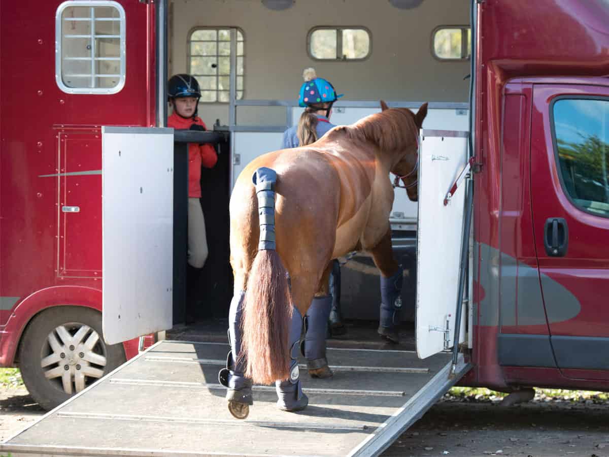 Horse walking up ramp Pony Magazine