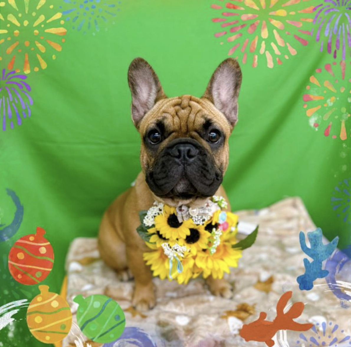 本日のわんこ🐶にゃんこ🐱とりさん🕊 Pooch｜岡谷市 諏訪市 辰野町での犬・猫のトリミング、ペットホテル