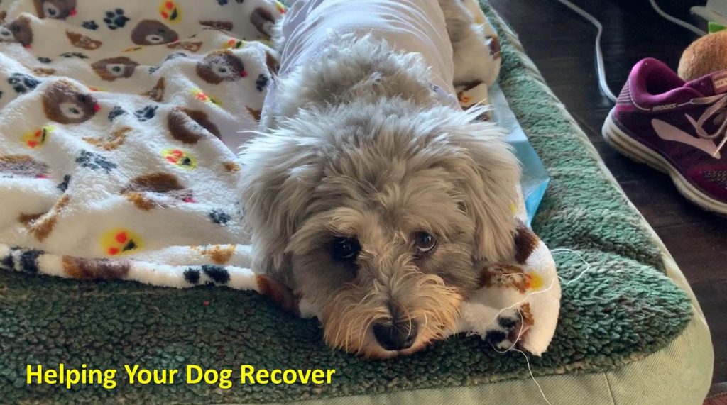 Dogs Hide Their Pain San Francisco Dog Trainer The Pooch Coach