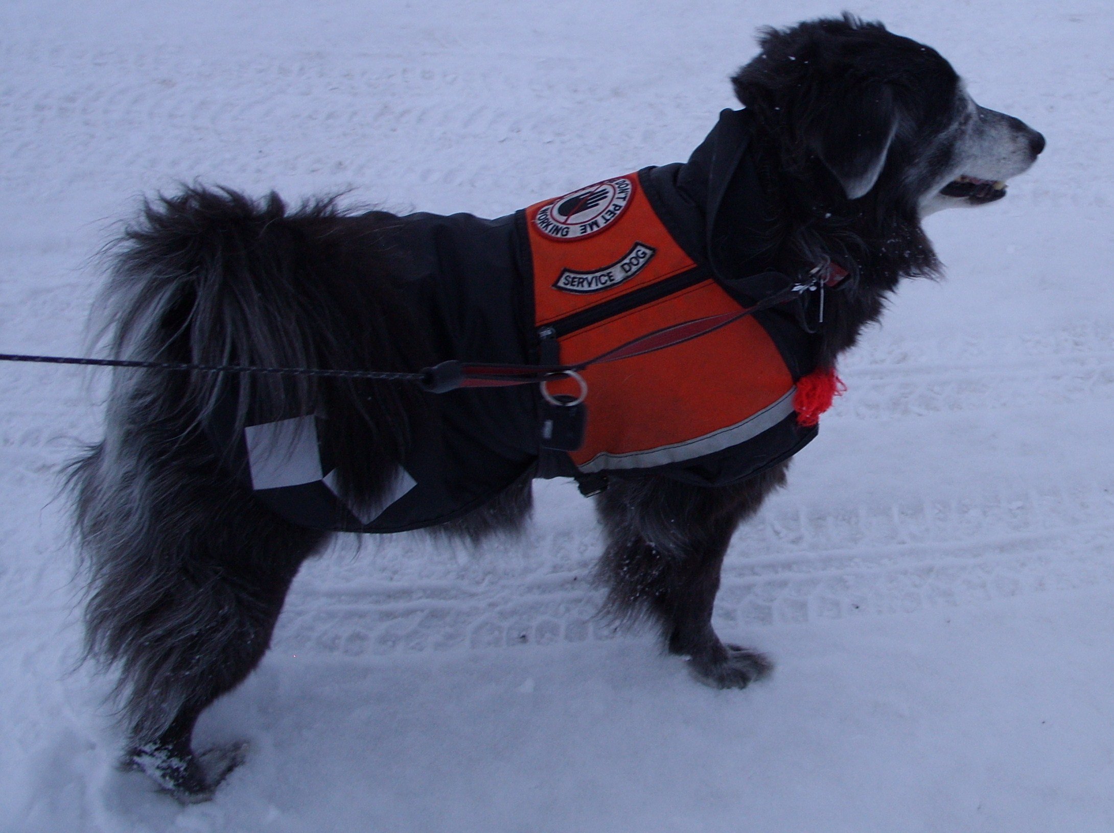 How Service Dogs Help with Epileptic Seizures San Francisco Dog