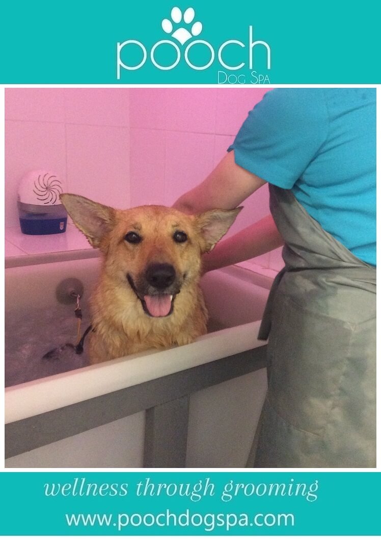 ozonespabath.jpeg Pooch Dog Spa
