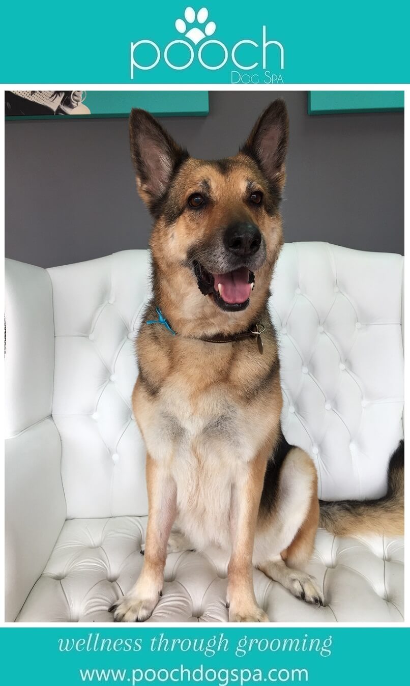 germanshepherdgrooming Pooch Dog Spa