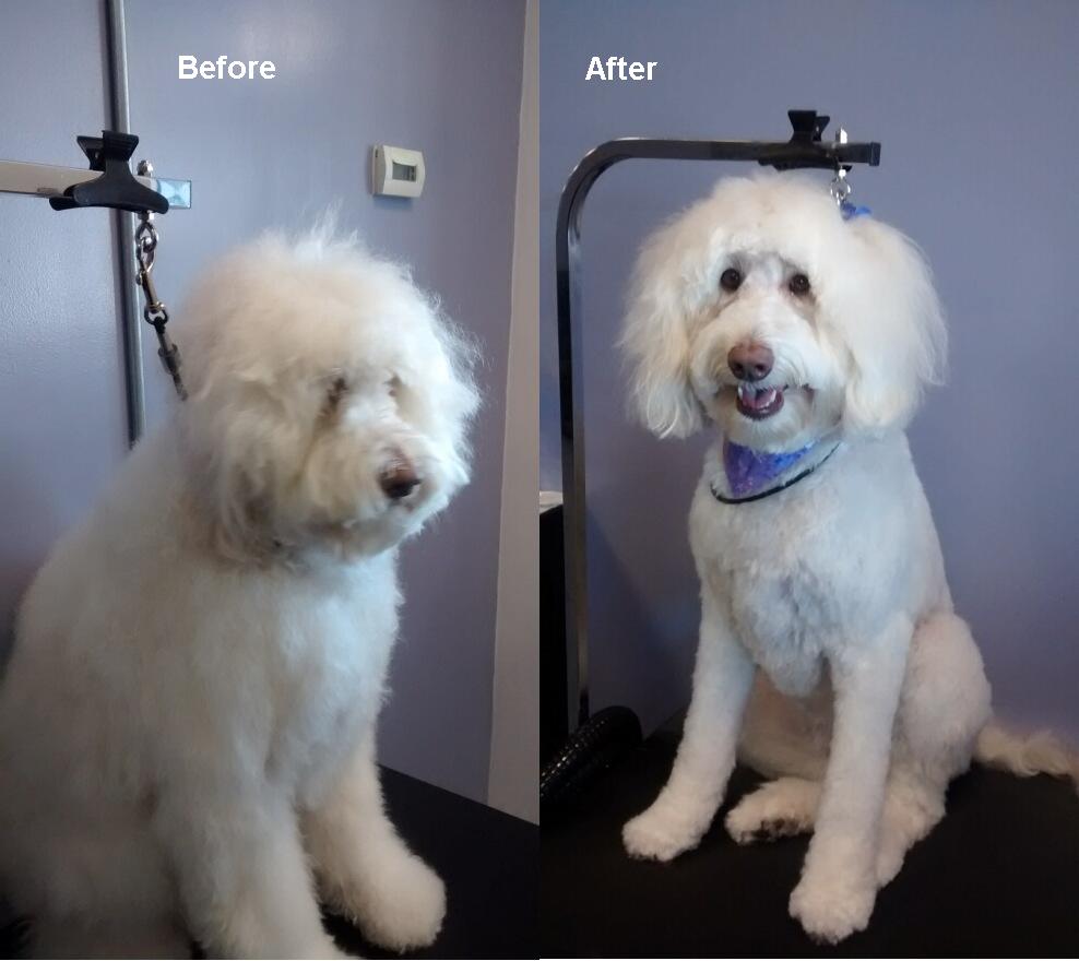 Poochie Spa Photo Gallery