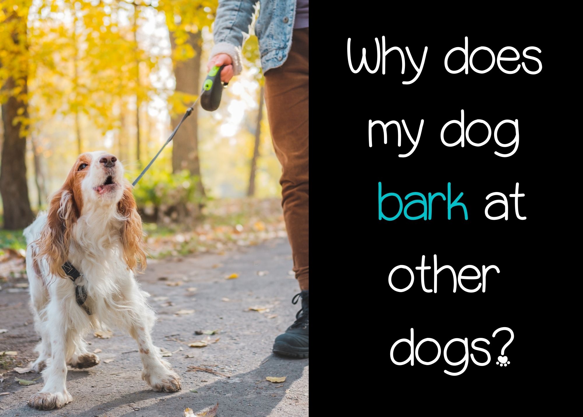 Why does my dog bark at other dogs? Pooching Around