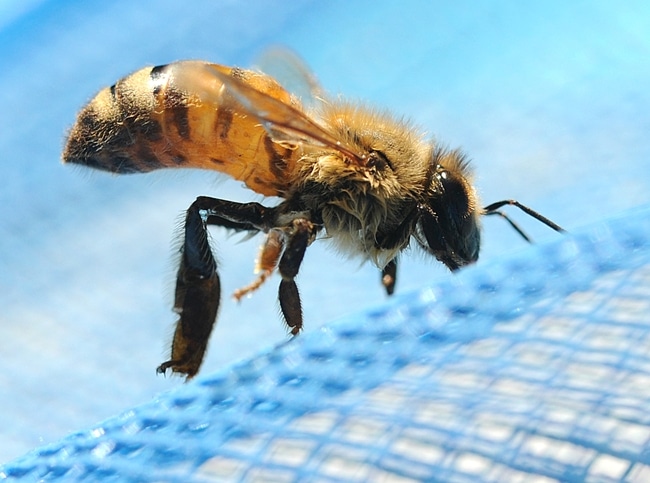Keeping Bees and Wasps Away From Your Pool Pool Calculator