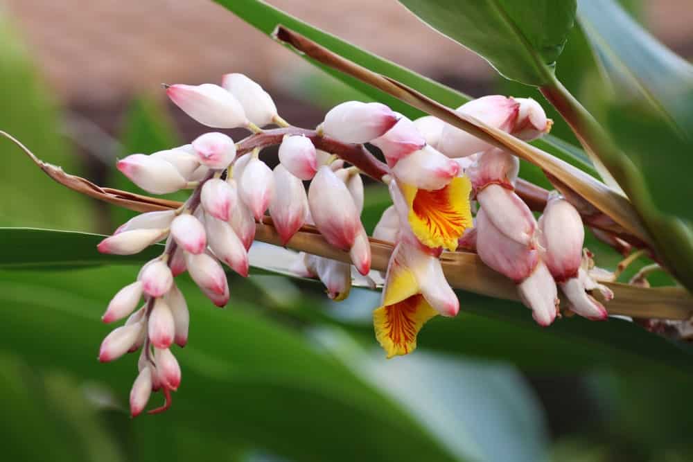 16 Different Types of Ginger Do You Know Them All?