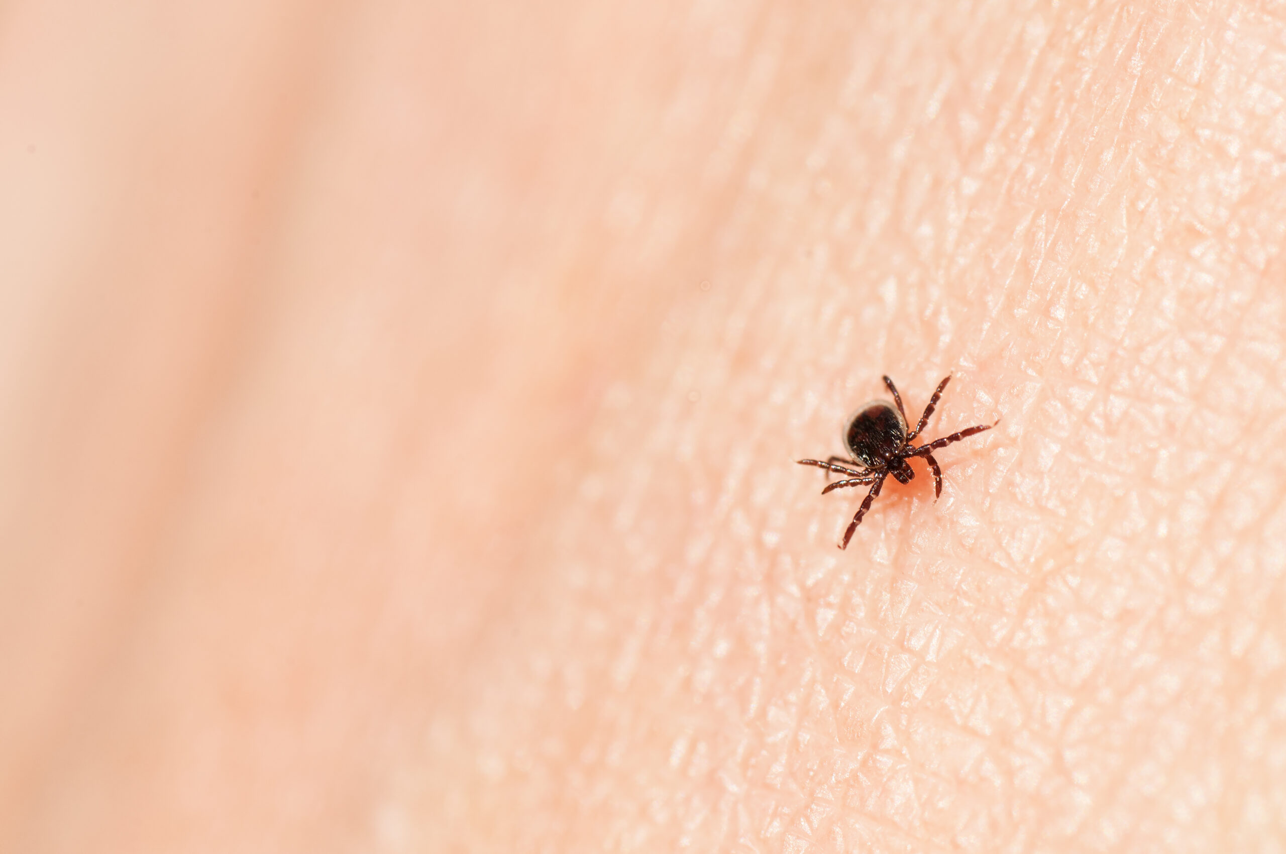 do ticks live in trees uk Cecil Maestas