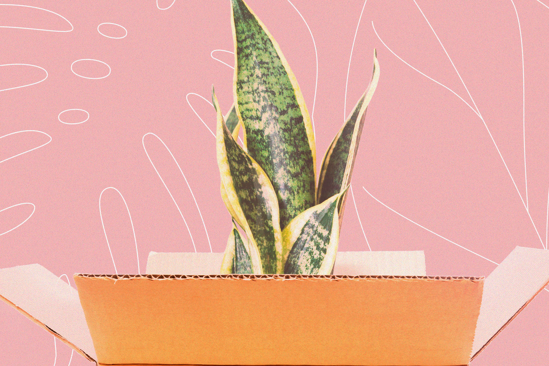 How to pack and ship plants across the country Popular Science