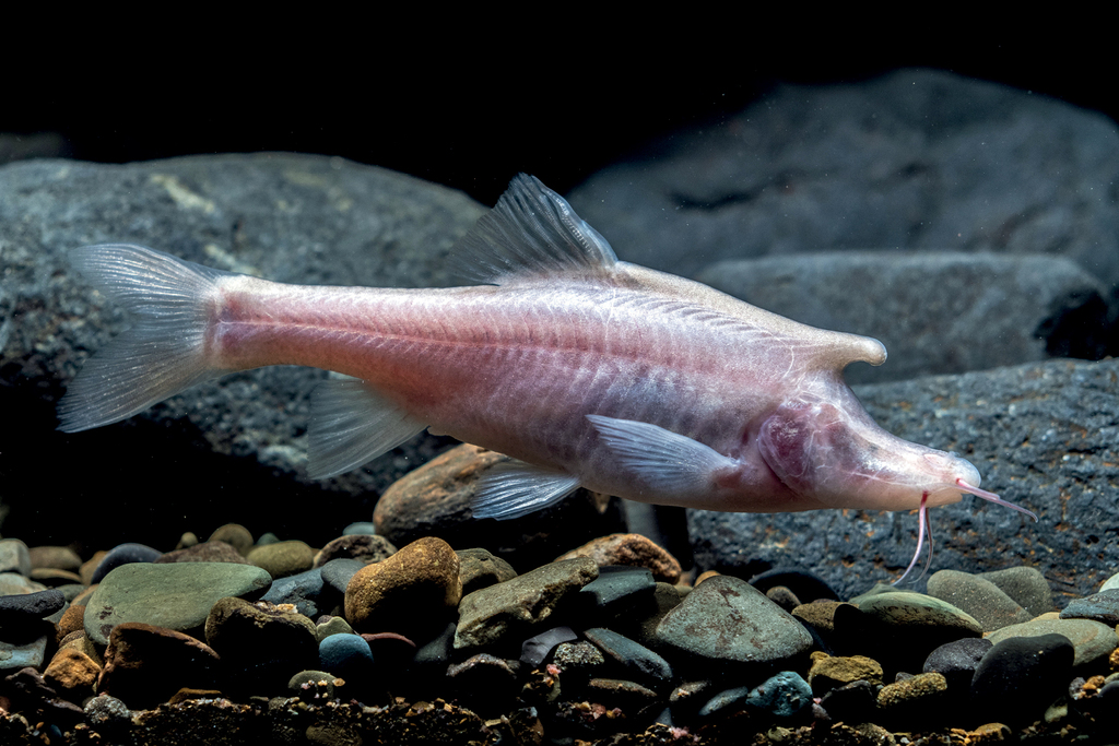 Blind, horned unicorn fish found in China Popular Science