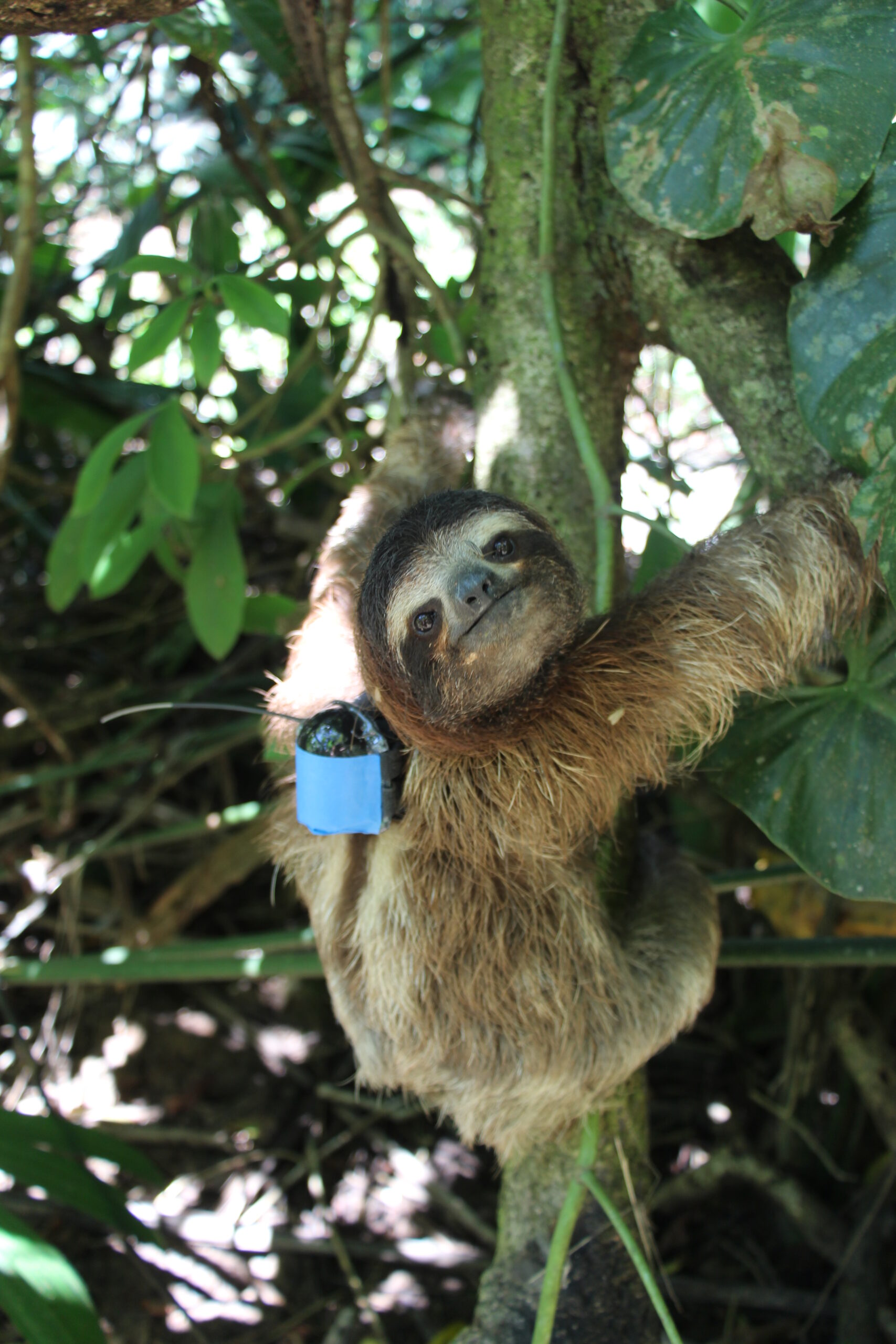 Environmental factors influence sloth schedules Popular Science