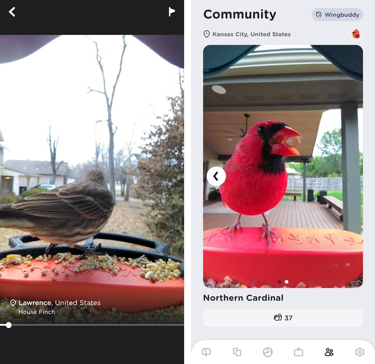 Bird Buddy Smart Bird Feeder review: A camera that's not just for the