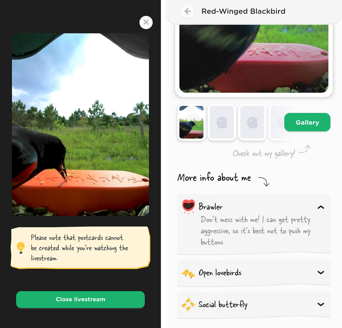 Bird Buddy Smart Bird Feeder review: A camera that's not just for the