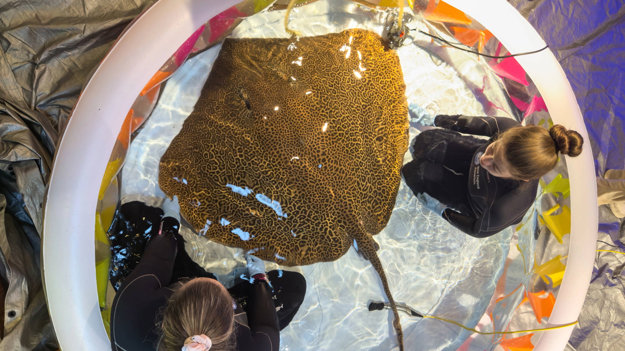 Giving a 140 pound stingray a check-up requires 8 people