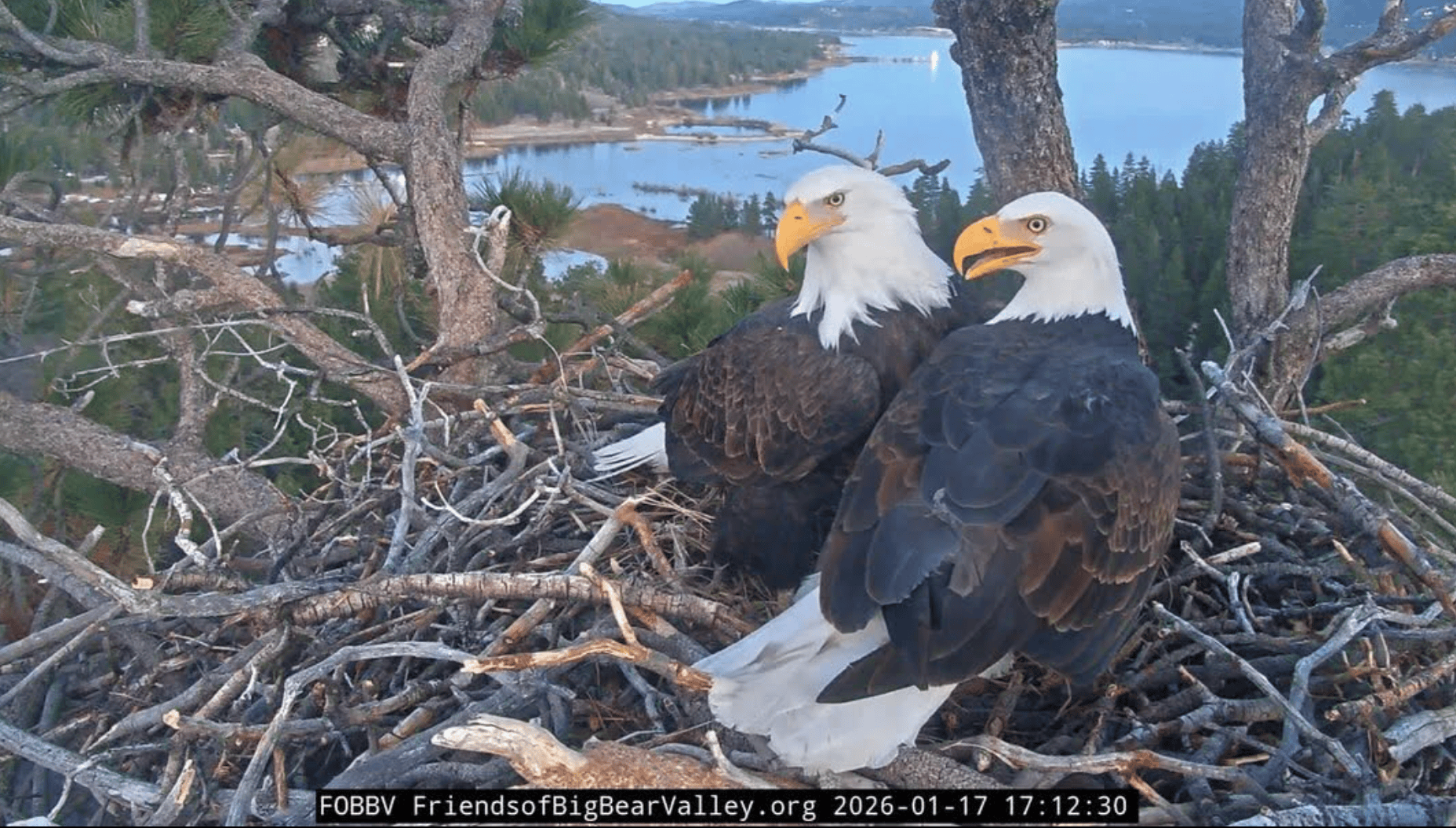 Jackie the bald eagle is ‘unstable’