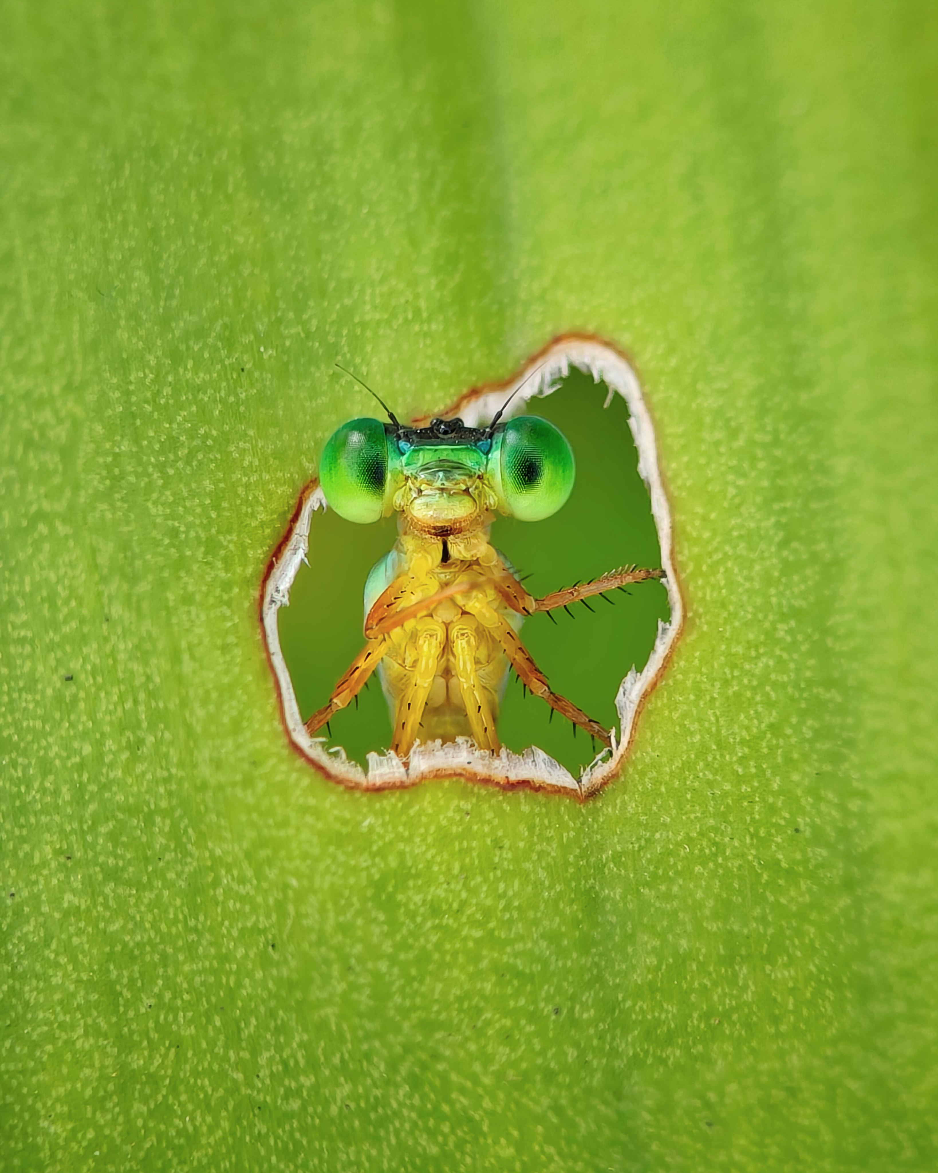 11 stunning images celebrating Earth’s life—and the scientists who study it