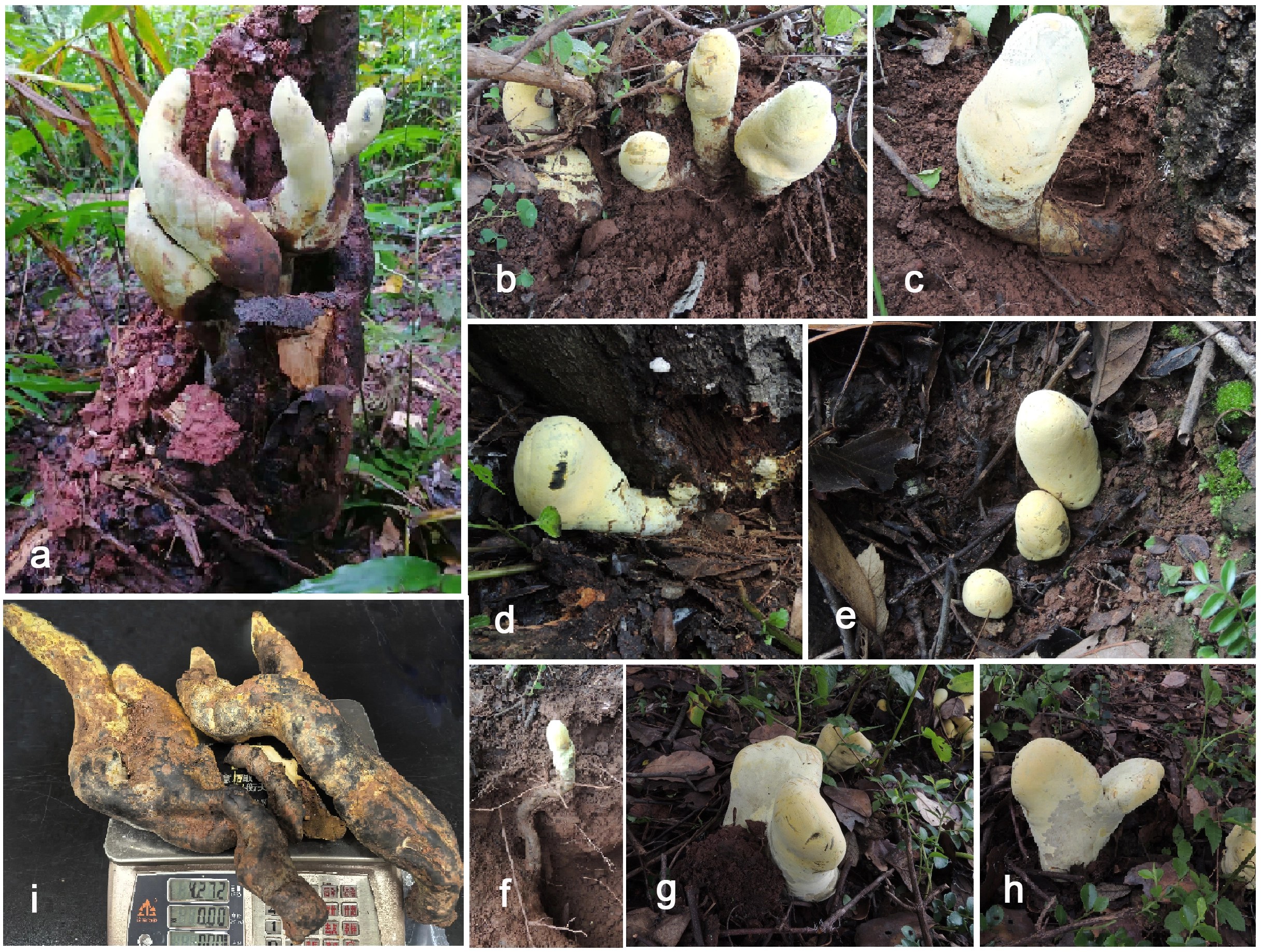 When ‘T. rex’ died, a new giant fungus named ‘D-rex’ took over