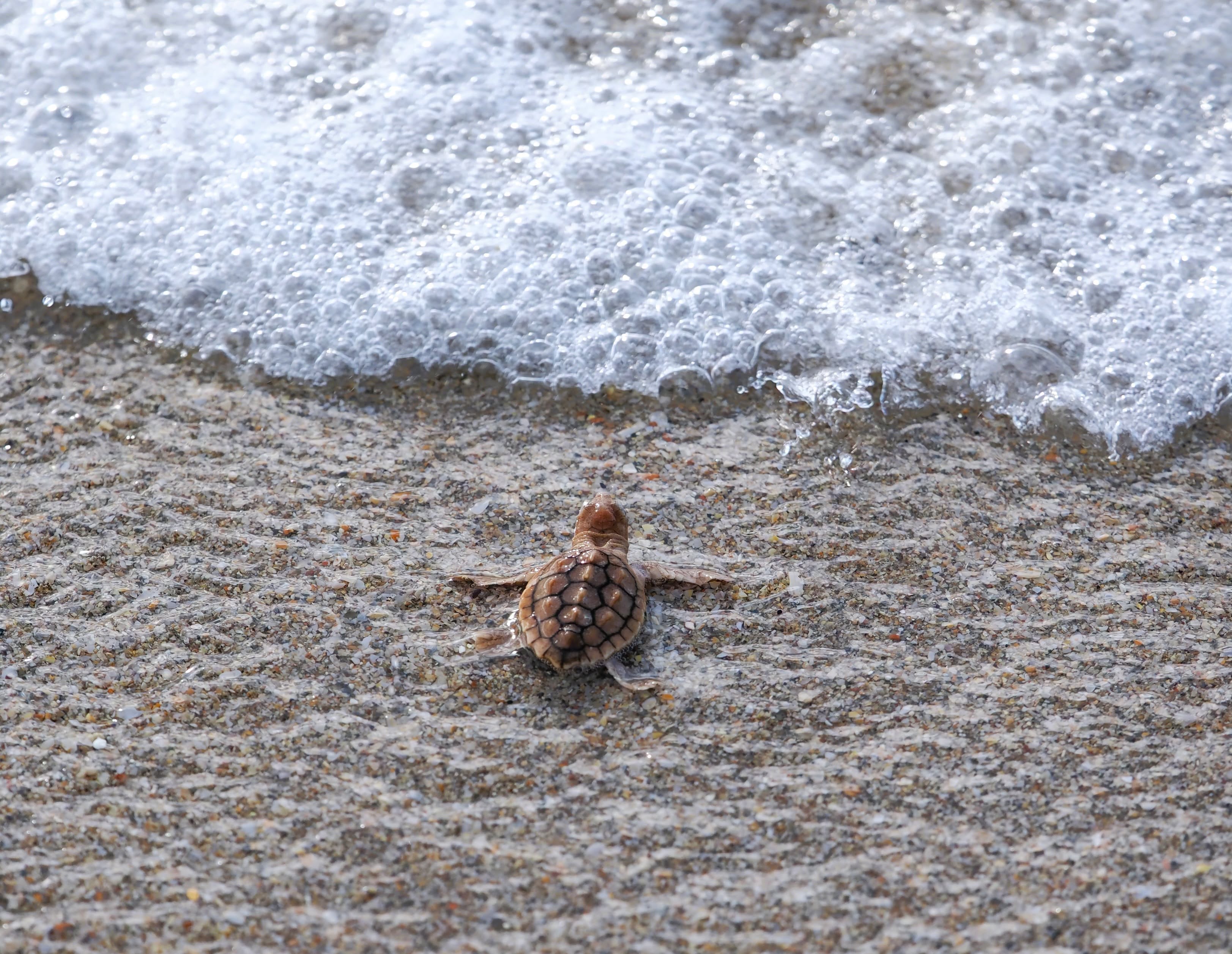 Rare ‘pumpkin spice’ baby sea turtle spotted in Florida