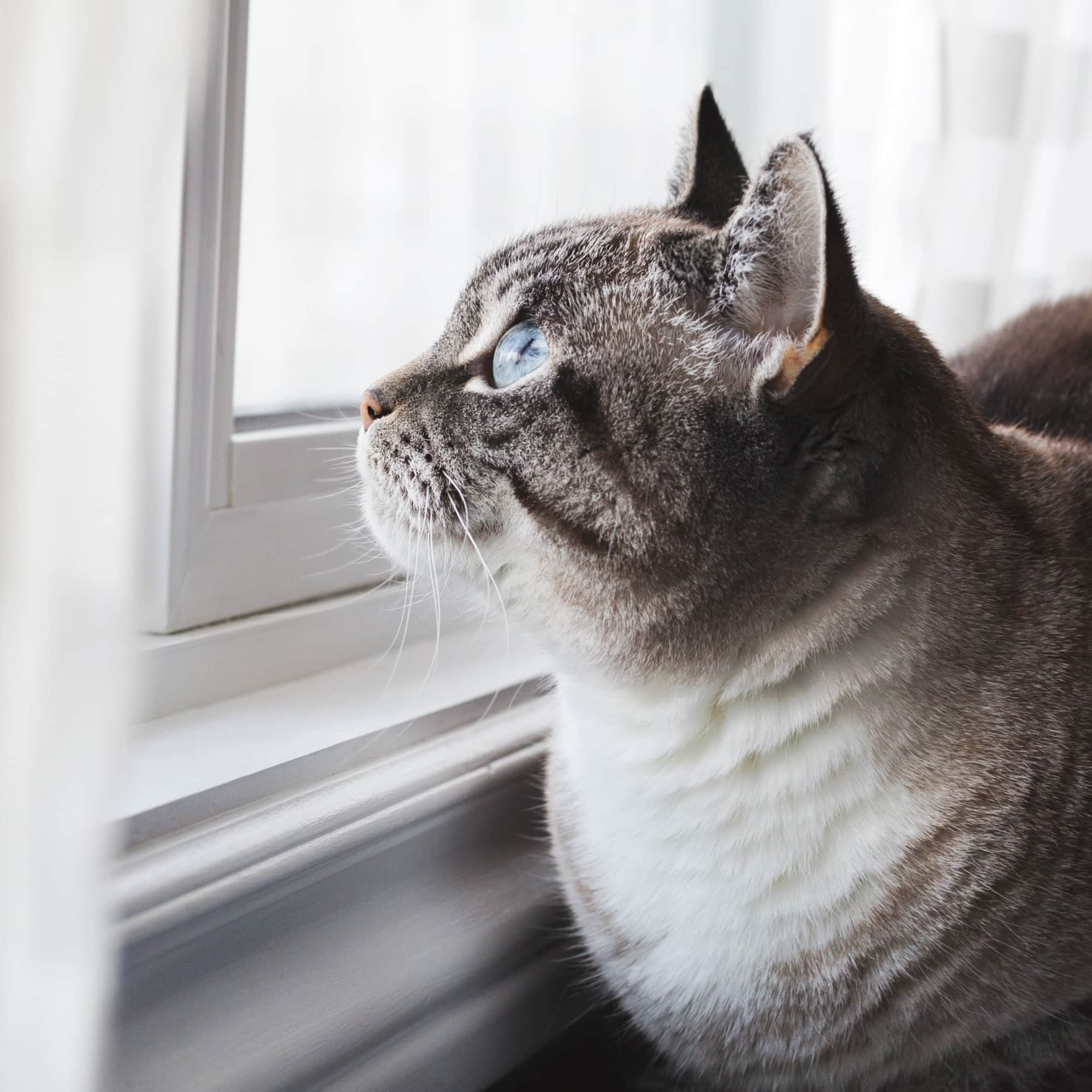 Can A Cat Be Left Alone For 4 Days at Susy Adams blog