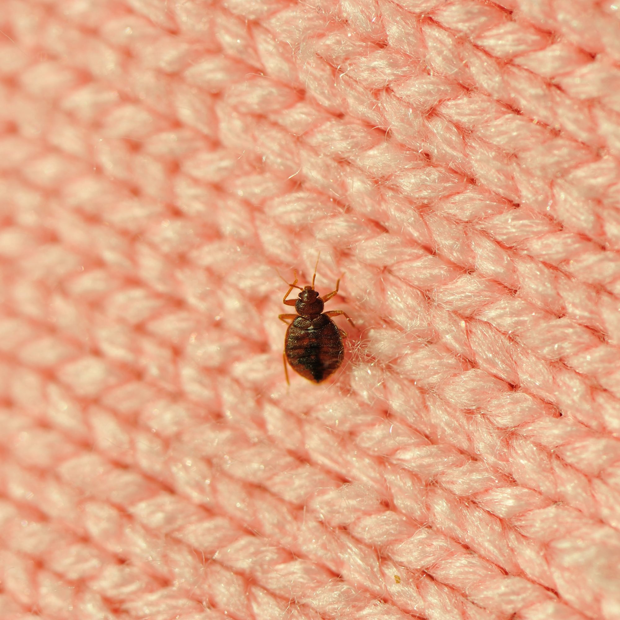 How to Spot Early Signs of Bedbugs and Prevent an Infestation