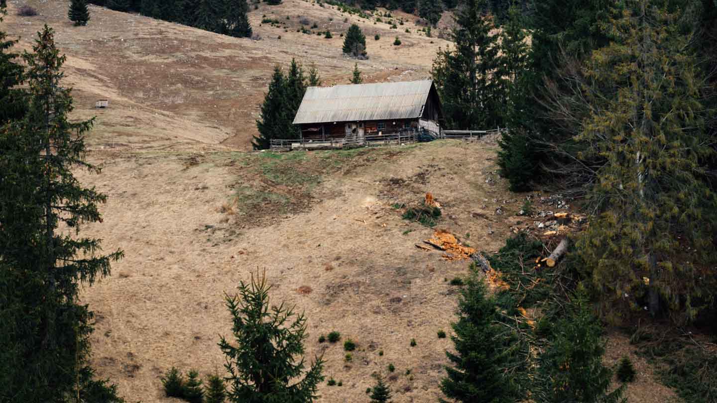 What to Do with Tree Trimmings Popular Hack