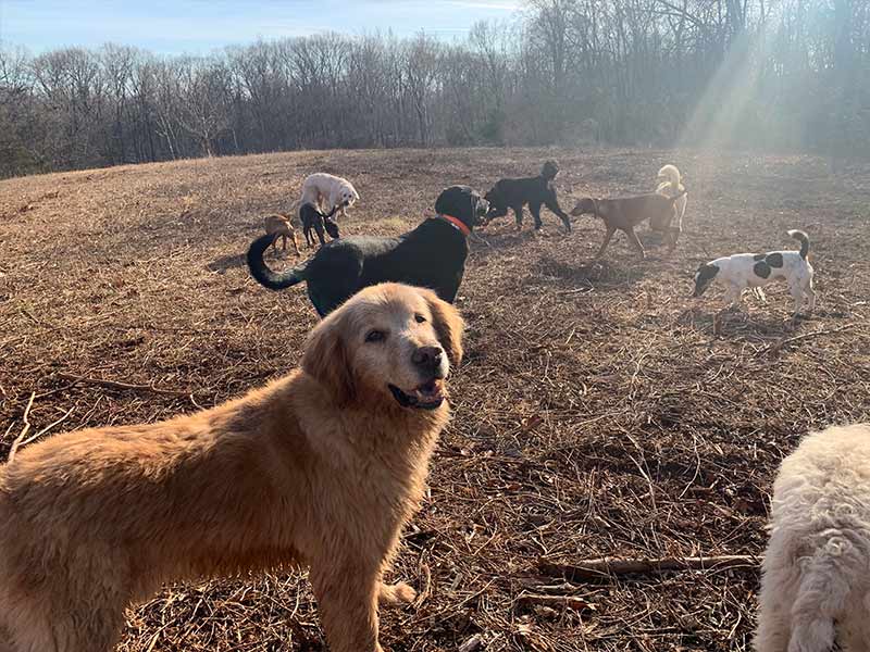 FAQ Pork Chop's Way, LLC