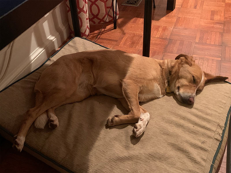 Dog Boarding, Cage Free Germantown, North Bethesda, Potomac MD