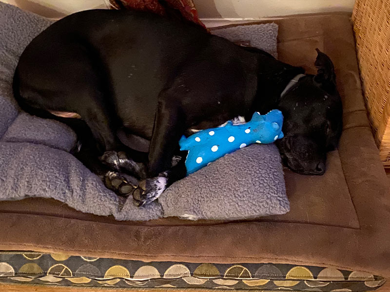 Dog Boarding, Cage Free Germantown, North Bethesda, Potomac MD