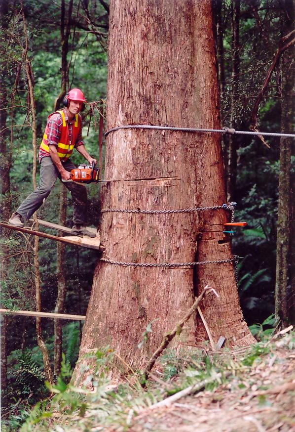 Arboriculture Training In Victoria TreeBuzz