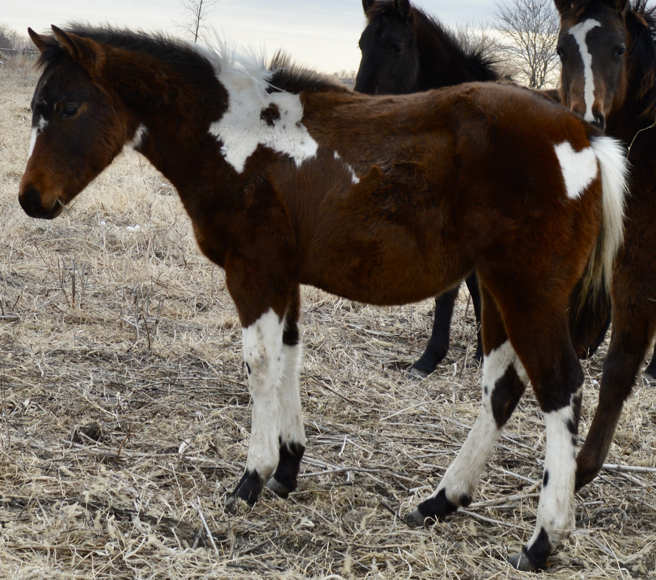 For Sale Porter Quarter Horses