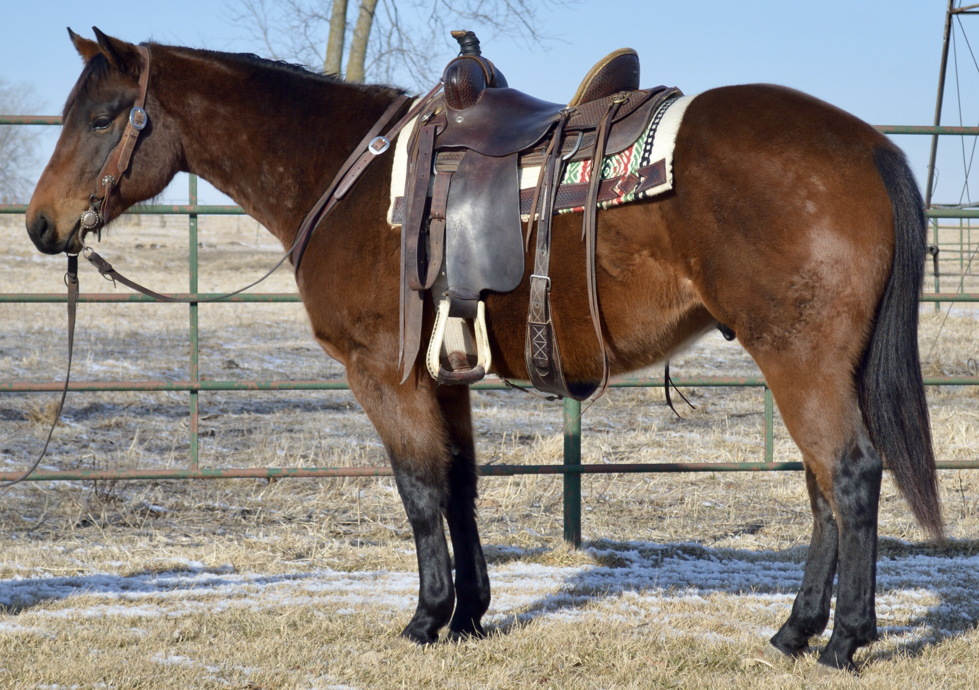 For Sale Porter Quarter Horses