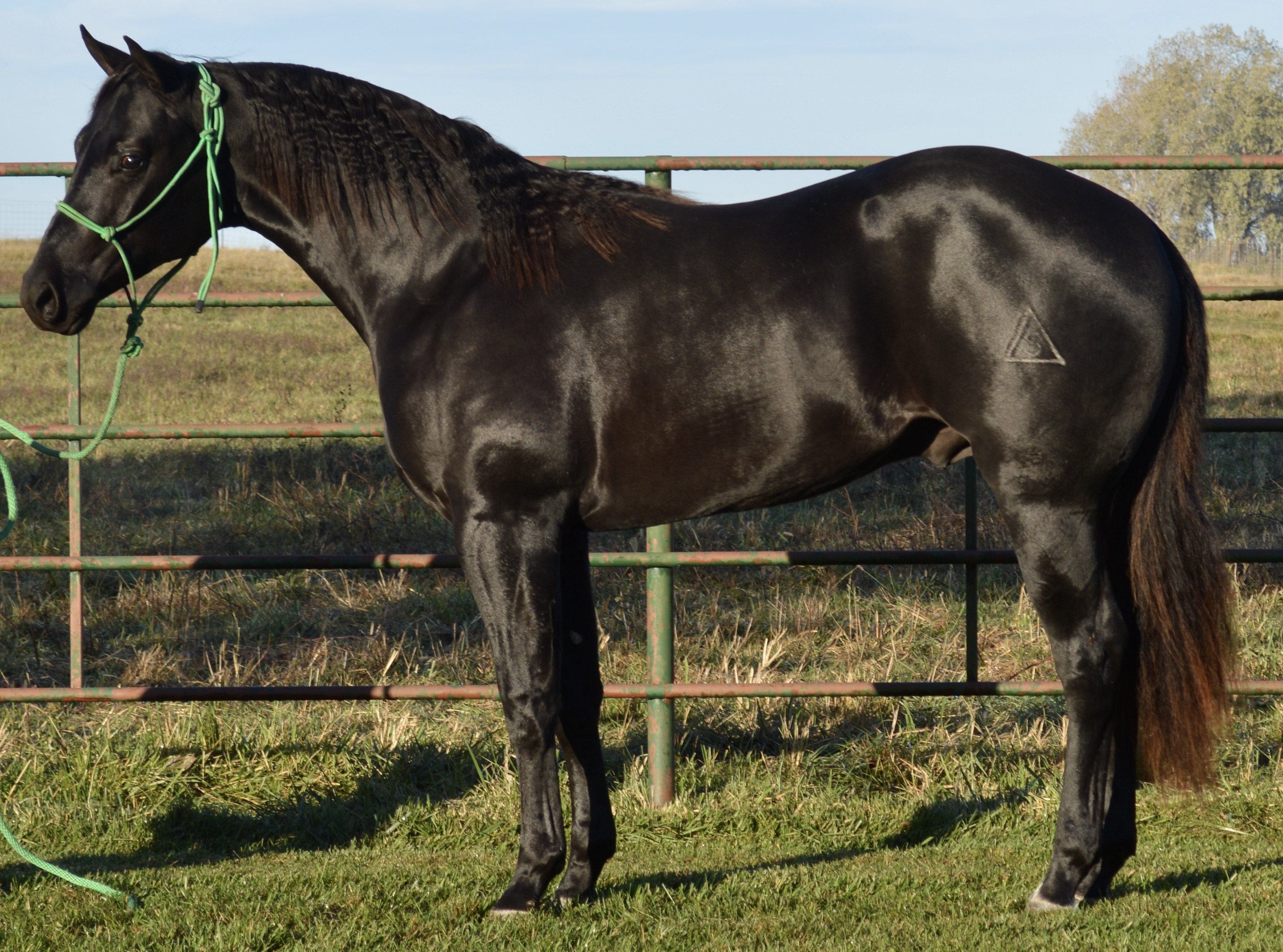 For Sale Porter Quarter Horses