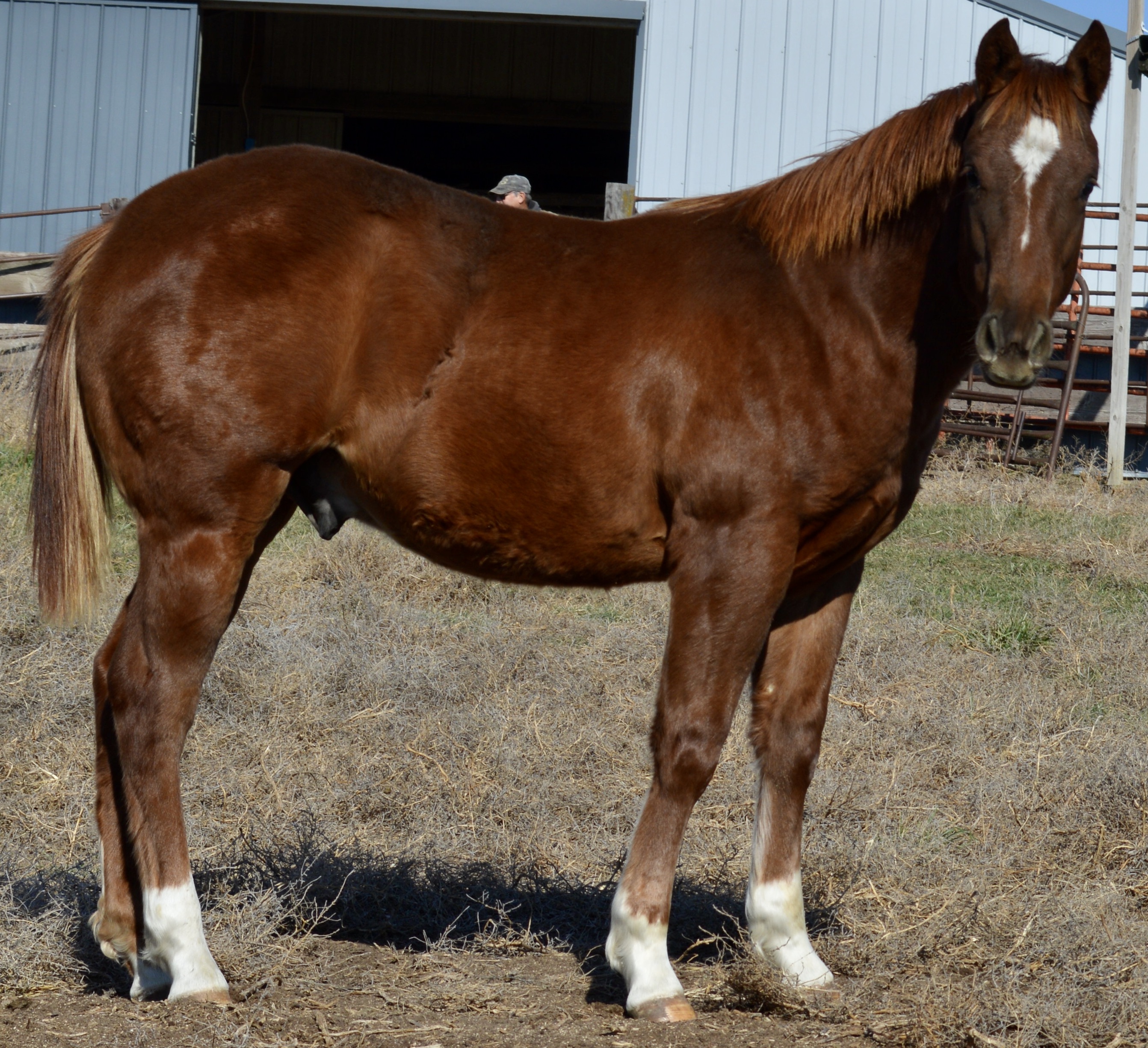 For Sale Porter Quarter Horses