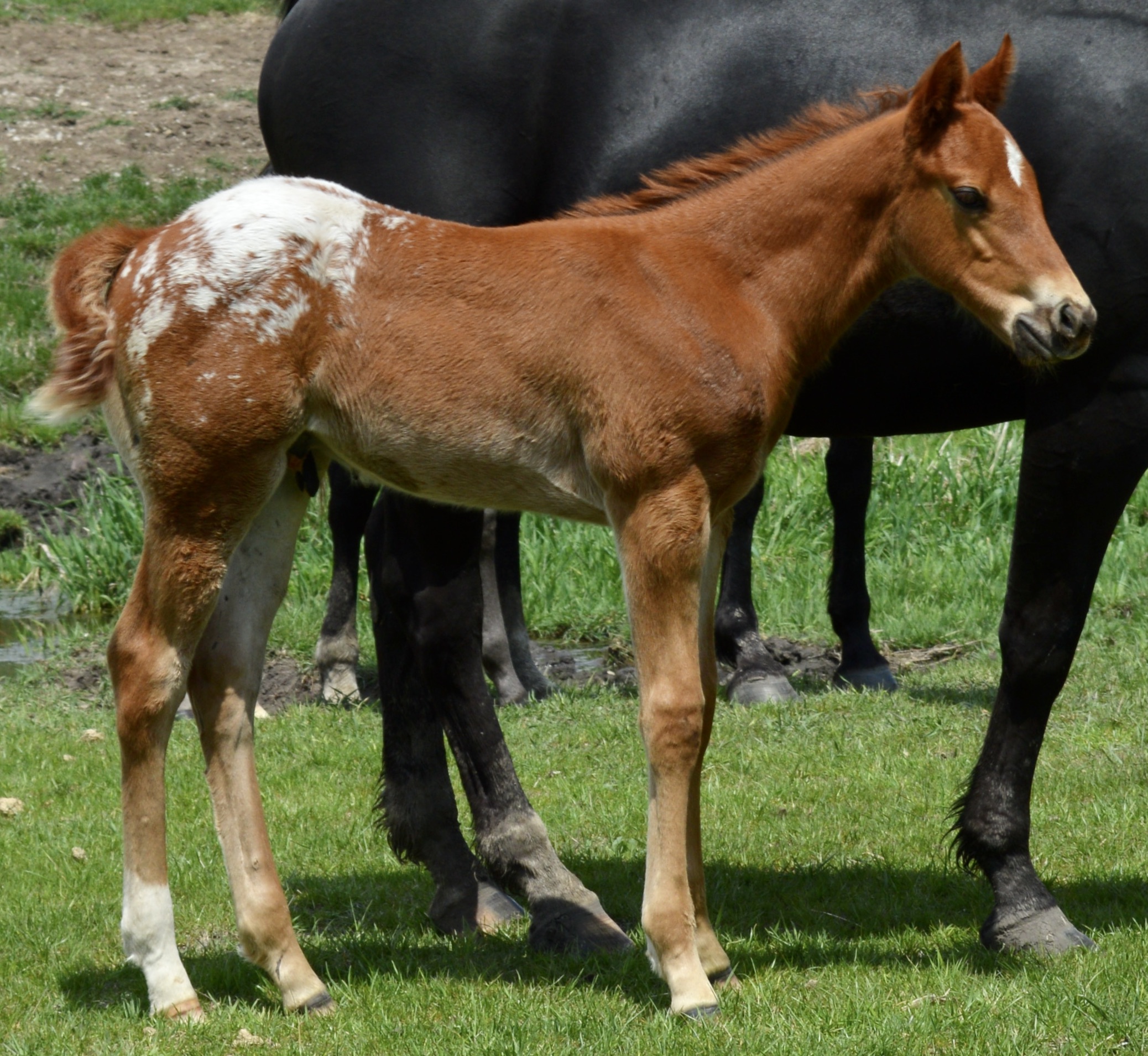 For Sale Porter Quarter Horses