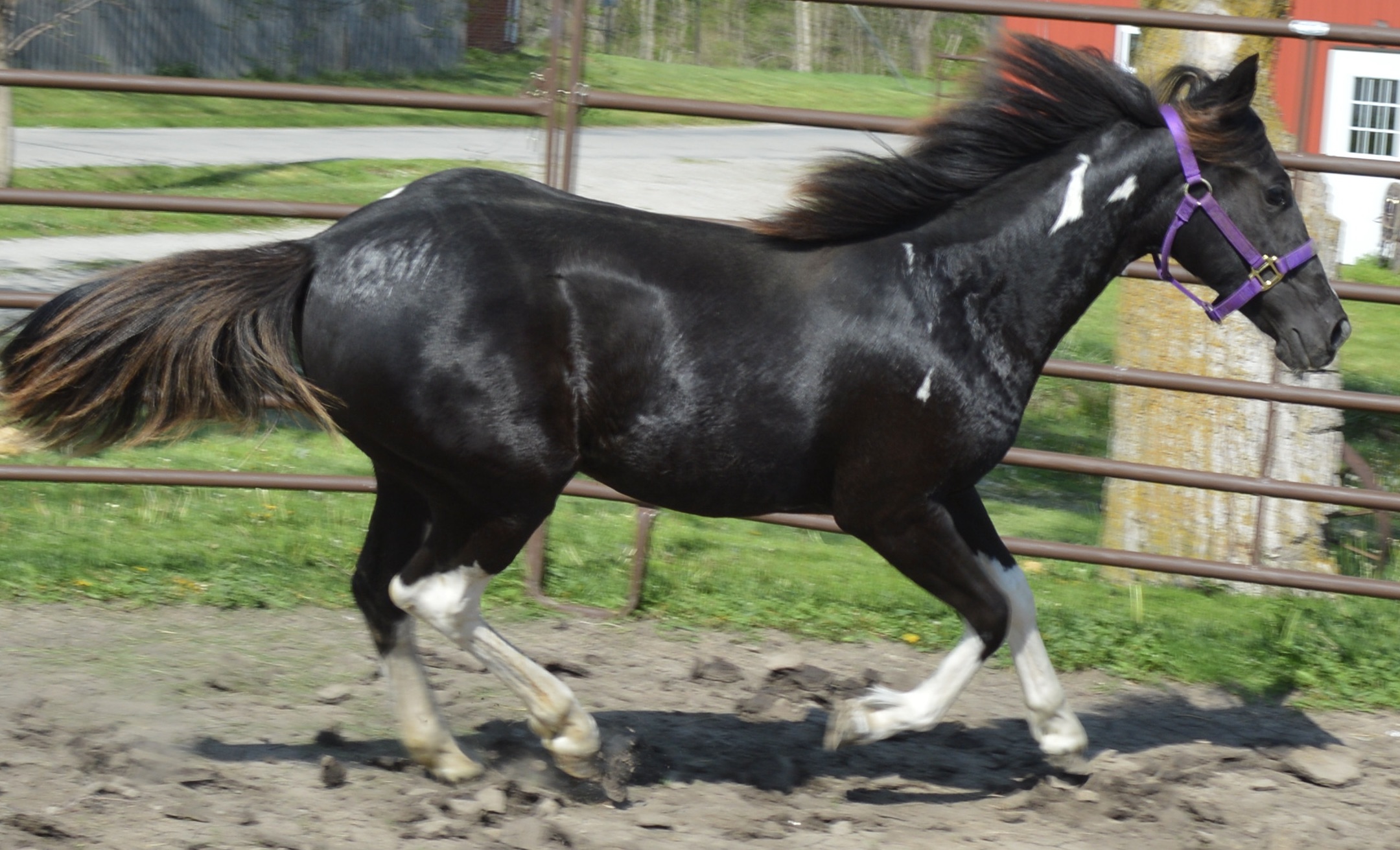 For Sale Porter Quarter Horses